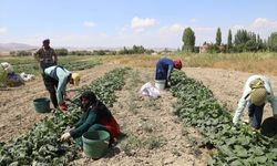 Başkentte coğrafi işaretli Çubuk turşusunun tarladaki serüveni başladı