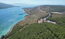 Bodrum Güvercinlik'te 4 yıl önce yanan alanlar dikilen fidanlarla yeşeriyor