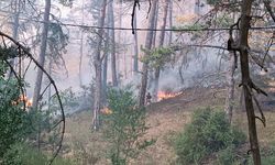 Bolu'nun Mudurnu ilçesinde ormanlık alanda yangın çıktı