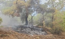 Çorum'da yıldırım düşmesi nedeniyle ormanlık alanda çıkan iki yangın söndürüldü