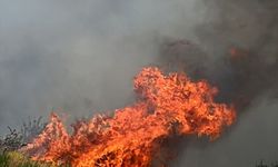 Denizli'de anız yangını ormana sıçradı