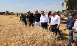 Edirne Valisi Sezer biçerdöverle buğday hasadı yaptı