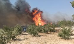 GÜNCELLEME - Mersin'in Silifke ilçesinde çıkan orman yangınına müdahale ediliyor