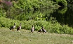 Hollanda'daki Park Sonsbeek, 126 yıldır Arnhem sakinlerine huzurlu vakit geçirme imkanı sunuyor