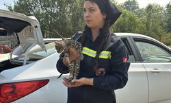 Karabük'teki orman yangınında yaralanan kedinin yardımına hayvanseverler yetişti