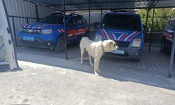 Köpeğini iple bağlayarak otomobilini çektiren kişiye para cezası