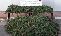 Şanlıurfa'da uyuşturucu operasyonunda 9 şüpheli yakalandı