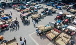 Taşköprü sarımsak pazarında yoğunluk yaşanıyor