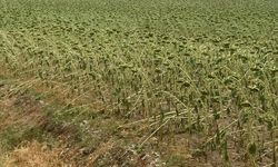 Tekirdağ'da dolu ekili alanlara zarar verdi