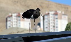 Türkiye'de nadir görülen kara leylek Malatya'da görüntülendi