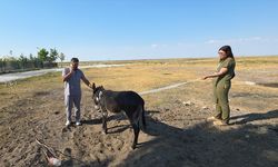 Tuz Gölü'nde ayağı kırık halde bulunan eşek tedavi altına alındı