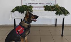 Yalova'da ormanlık alana kenevir eken zanlı tutuklandı