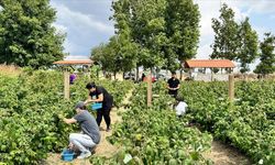 Kurduğu meyve bahçesiyle hem kendi hem mahalleli iş sahibi oldu