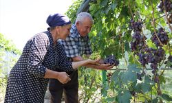 Ahıska Türkü çift, Ukrayna'dan getirdiği fidanlarla Erzincan'da 70 çeşit üzüm yetiştiriyor