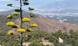 Antalya'da 30 yıl önce süs için dikilen Agave bitkisi çiçek açtı