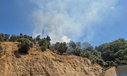 Aydın'da zeytinlik alanda çıkan yangın kontrol altına alındı