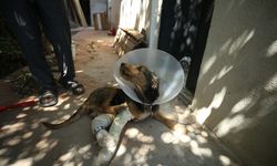 Balıkesir Sındırgı'daki depremde düşen molozun altında kalarak yaralanan köpek tedavi edildi