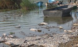 Balıkesir'in Manyas Gölü'ndeki toplu balık ölümleriyle ilgili inceleme başlatıldı