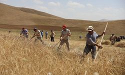 Bayburt'ta asırlık tarım aletleriyle buğday hasadı yapıldı