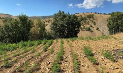 Bingöl’de 6 bin 704 kök kenevir ile 4 bin 612 kök skunk bitkisi ele geçirildi