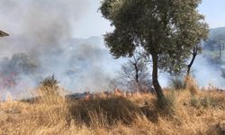 Bodrum'da zeytinlik ve otluk alanda çıkan yangın söndürüldü