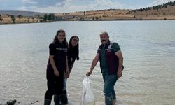 Bozoğlu Göleti ve Akhasan Barajı'na 320 bin sazan yavrusu bırakıldı