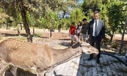 Burdur'da doğaya bırakılan geyik Salda Gölü'ne indi