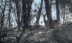 Çanakkale Gelibolu yangınında alevlerden kaçan karaca görüntülendi