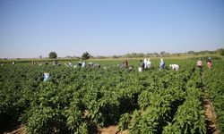 Edirne tava ciğerinin garnitürü Karaağaç acı biberinde hasat mesaisi başladı