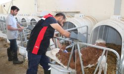 Erzincan'da şap hastalığını önlemek amacıyla yoğun aşı programı uygulanıyor