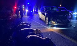 Erzincan'da SUV tipi aracın çarptığı 23 küçükbaş hayvan telef oldu