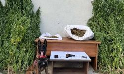Erzincan'da uyuşturucu operasyonunda 204 kök kenevir bitkisi ele geçirildi
