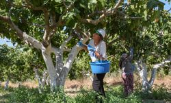 Güçlerini birleştiren İzmirli çiftçiler, bölgeye özgü Bardakçık incirinde pazar sorununu aştı