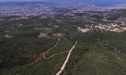 İzmir'de 16 yıl önce yanan alan çalışmalarla yeniden ormanlaştırıldı
