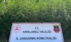 Kırklareli'nde 754 bin 84 kök Hint keneviri ele geçirildi