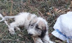 Mersin'de ormanda çukura düşen köpek yavrusunu itfaiye ekibi kurtardı