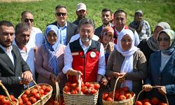 Tarım ve Orman Bakanı Yumaklı, Ayaş'ta domates hasadına katıldı: