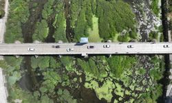 Tunca Nehri'nde kuraklık nedeniyle su akışının durduğu alanlar ot öbekleriyle kaplandı