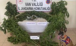 Van'da evin çatısı ile bahçesinde yetiştirilen 127 kök kenevir ele geçirildi
