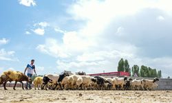 Van'da karantina tedbirlerinin kaldırılmasıyla hayvan pazarı yeniden açıldı