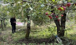 Ardahan'da coğrafi işaretli 'içi kırmızı elma'nın hasadına başlandı