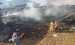 Burdur'da çıkan yangında 2 inek, 2 buzağı telef oldu