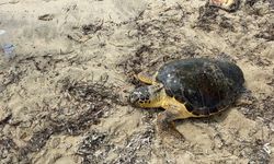 Edirne'de yaralı bulunan caretta caretta tedaviye alındı