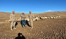 Erzincan'da kaybolan 300 koyun İHA desteği ile bulundu