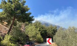 GÜNCELLEME - Aydın'da zeytinlik alanda çıkan yangın kontrol altına alındı
