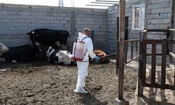 Iğdır'da şap hastalığıyla yapılan etkin mücadele üreticiyi mutlu etti