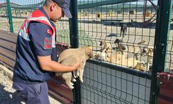 Muş'ta çuval içinde terk edilen 2 köpek yavrusu barınağa alındı