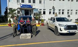 Sakarya'da avda kullanılan yaban ördekleri koruma altına alındı