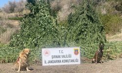 Şırnak'ta uyuşturucu operasyonunda 5 şüpheli yakalandı