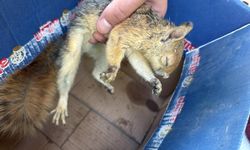 Şırnak'ta yaralı ve bitkin bulunan 3 kuş ile sincap tedavi altına alındı